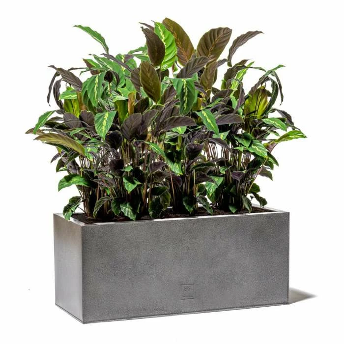 100cm Trough Zinc Silver & Black Textured Dipped Galvanised Planter 6 100cm Trough Zinc Silver & Black Textured Dipped Galvanised Planter - Image 4