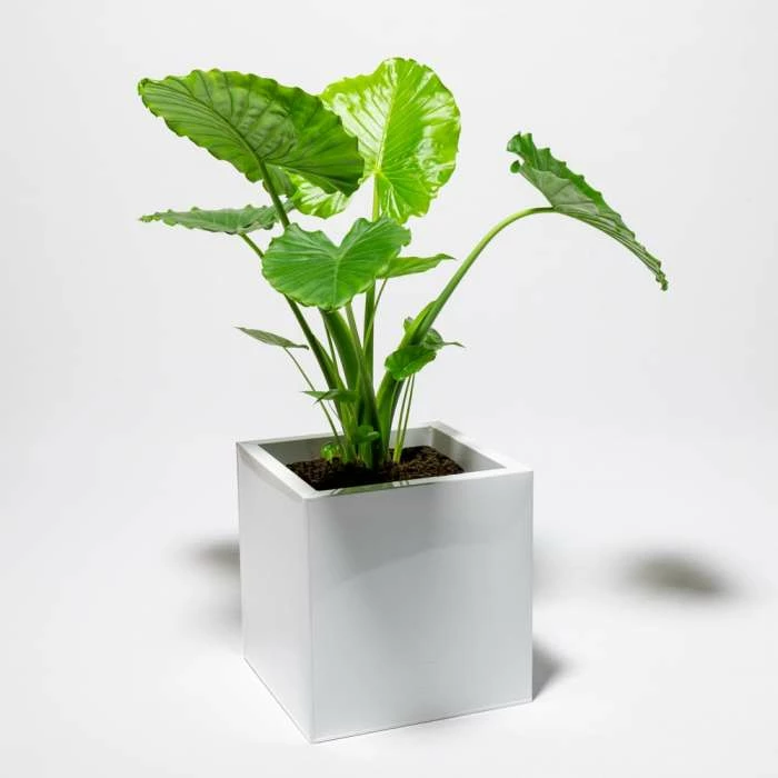 50cm Cube Zinc White Gloss Dipped Galvanised Planter 6 50cm Cube Zinc White Gloss Dipped Galvanised Planter - Image 4