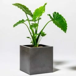 50cm Cube Zinc Silver & Black Textured Dipped Galvanised Planter 10 50cm Cube Zinc Silver & Black Textured Dipped Galvanised Planter -Planters Outlet Store PP40766 add image 4 6c2a